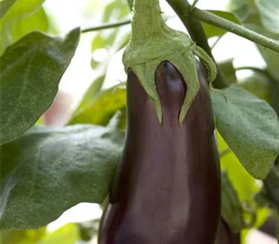 Aubergine