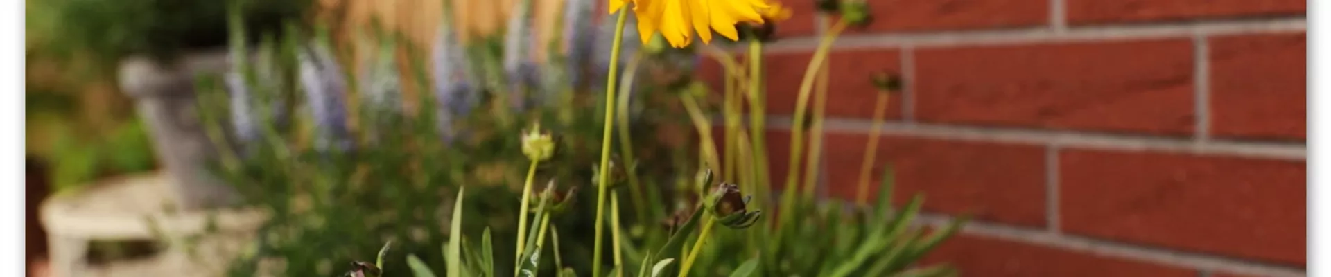 Mädchenauge - Einpflanzen in den Garten (Thumbnail).jpg