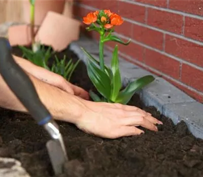 Milchstern - Einpflanzen im Garten