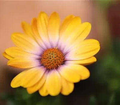 Kapkörbchen - Einpflanzen in den Garten