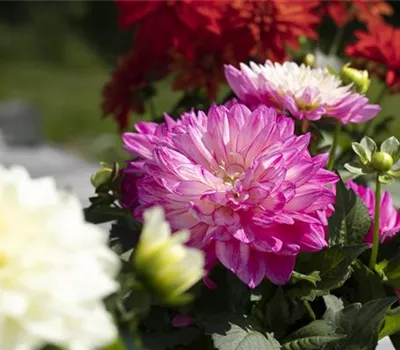 Farbe auf dem Balkon – Blumenzwiebeln für den Sommer