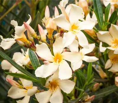 Oleander – Blütenpracht bei richtiger Pflege