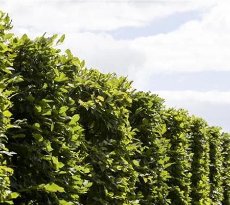 Die Hainbuche: Hecke und Vogelparadies