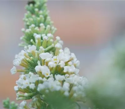 Sommerflieder - Einpflanzen im Garten