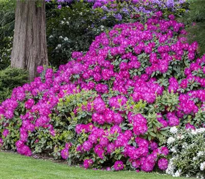 Bäume für den Rhododendrongarten