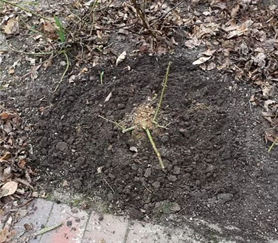 Beetrosen - Zurückschneiden im Frühling