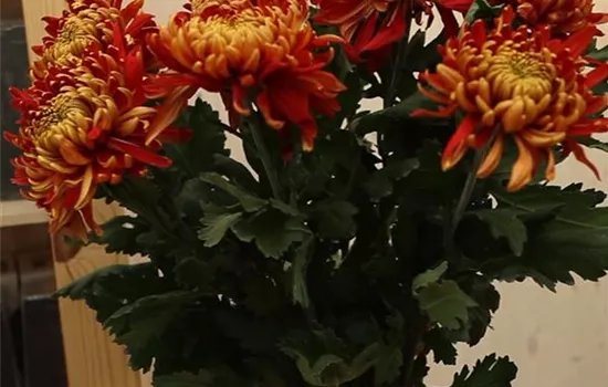 Chrysanthemen - Anschneinden für den Heimgebrauch