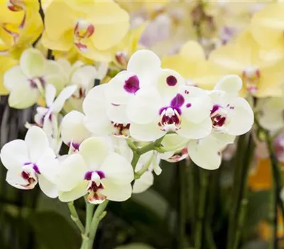 Orchideen: Freilandaufenthalt im Sommer