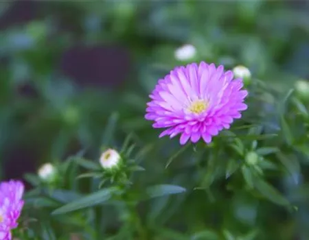 Glattblatt Aster - Einpflanzen im Garten