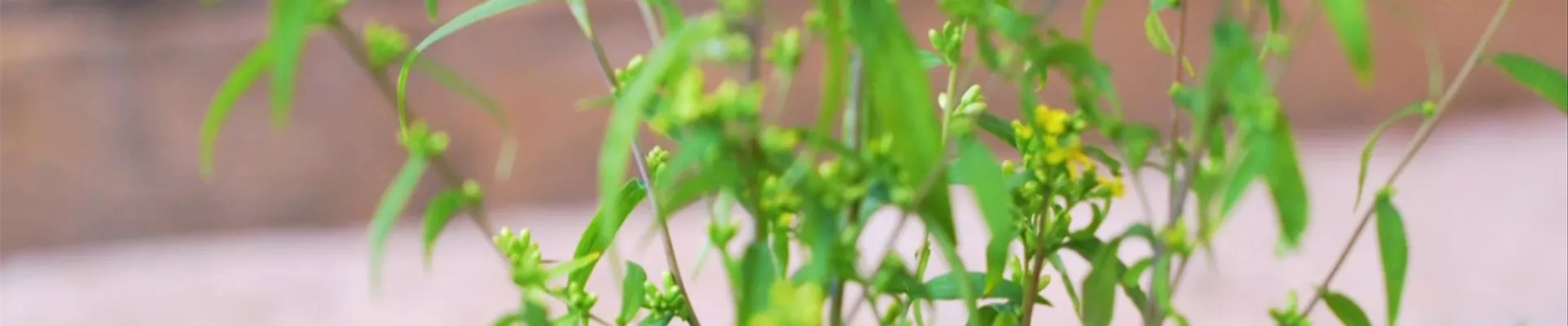 Goldrute - Einpflanzen im Garten (Thumbnail).jpg