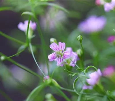 Sommer Schleierkraut - Einpflanzen im Garten