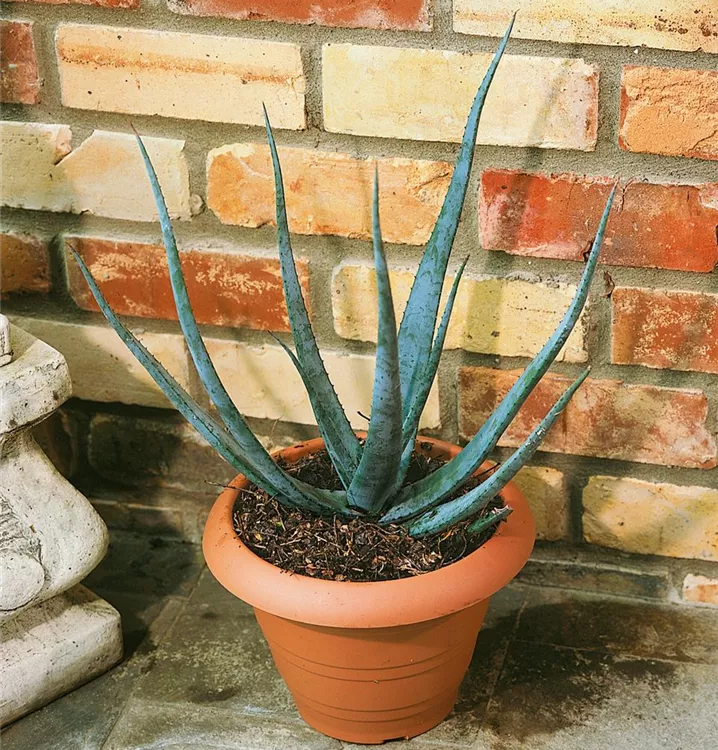 Aloe