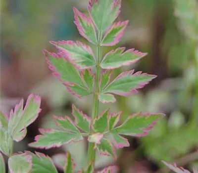 Röhringe Wasserfenchel