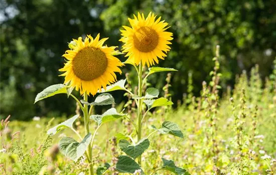 Sonnenblumen pflanzen und die schönsten Blüten genießen