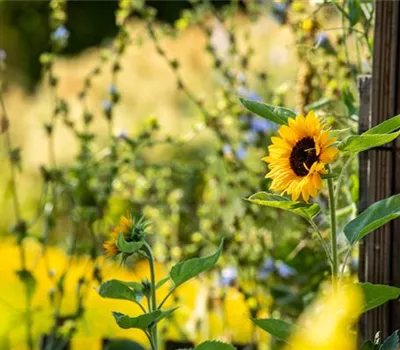 Sonnenblumen sorgen für gute Laune im Sommer