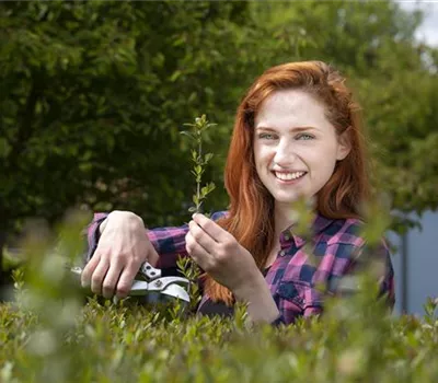 Schnipp, schnapp, Hecke ab! Heckenpflanzen schneiden im Sommer