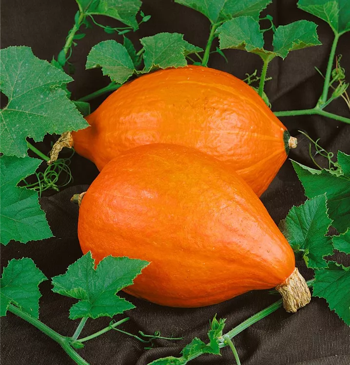 Zierkürbis 'Ball Orange'