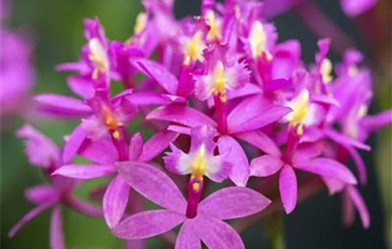 Epidendrum