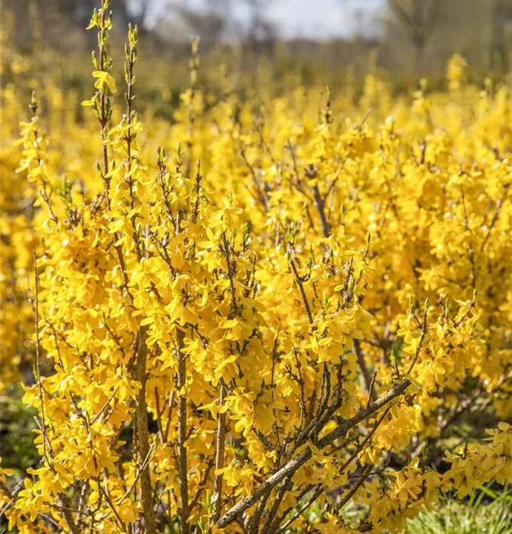 Forsythie 'Nimbus'