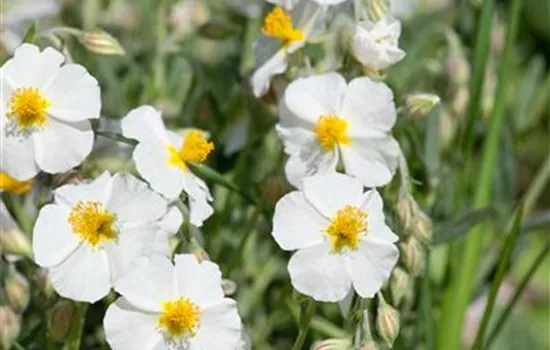 Garten-Sonnenröschen