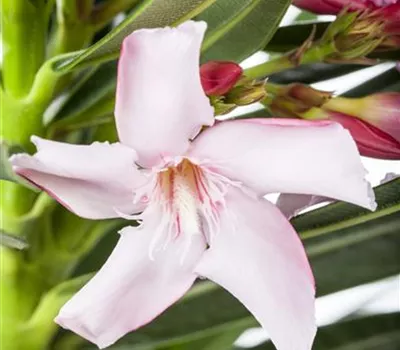 Oleander