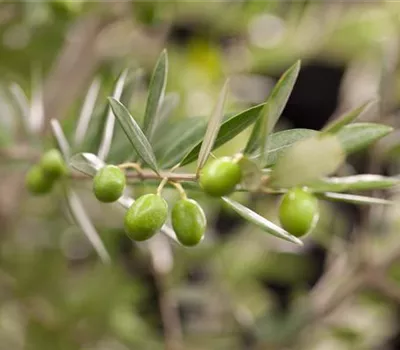 Kübelpflanzen für die Terrasse sorgen für mediterranes Flair