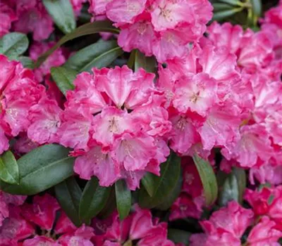 Rhododendron-Hybride 'Germania'®