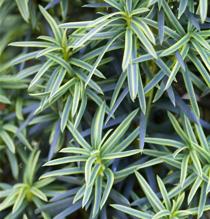 Gelbe Säuleneibe 'Fastigiata Aureomarginata'