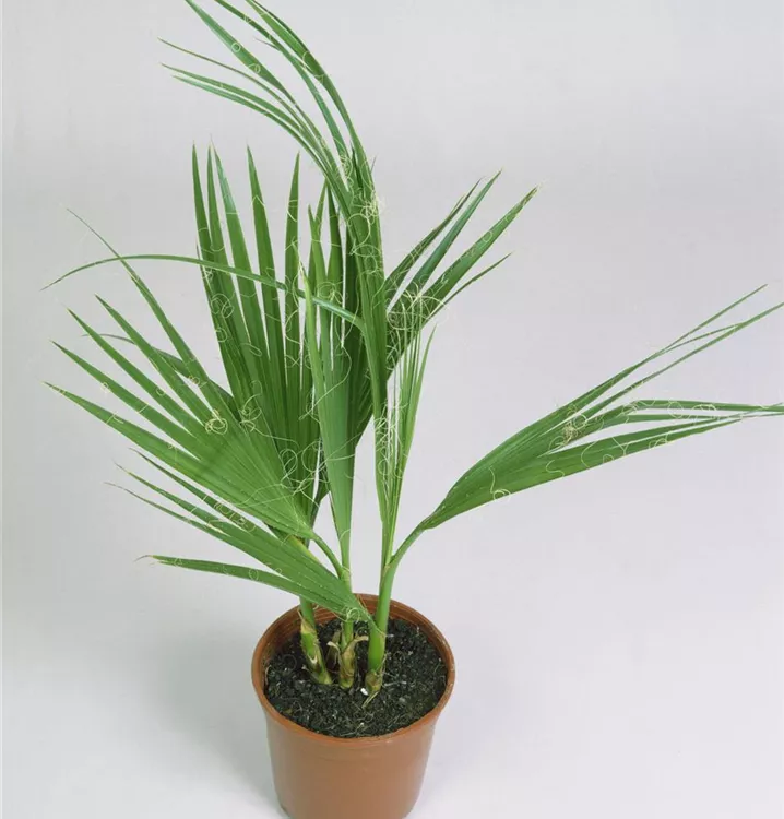 Kalifornische Washingtonpalme