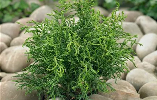 Hinoki-Scheinzypresse 'Lycopodioides'