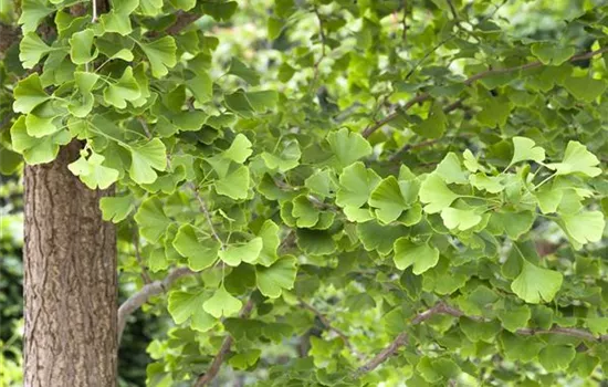 Fächerblattbaum