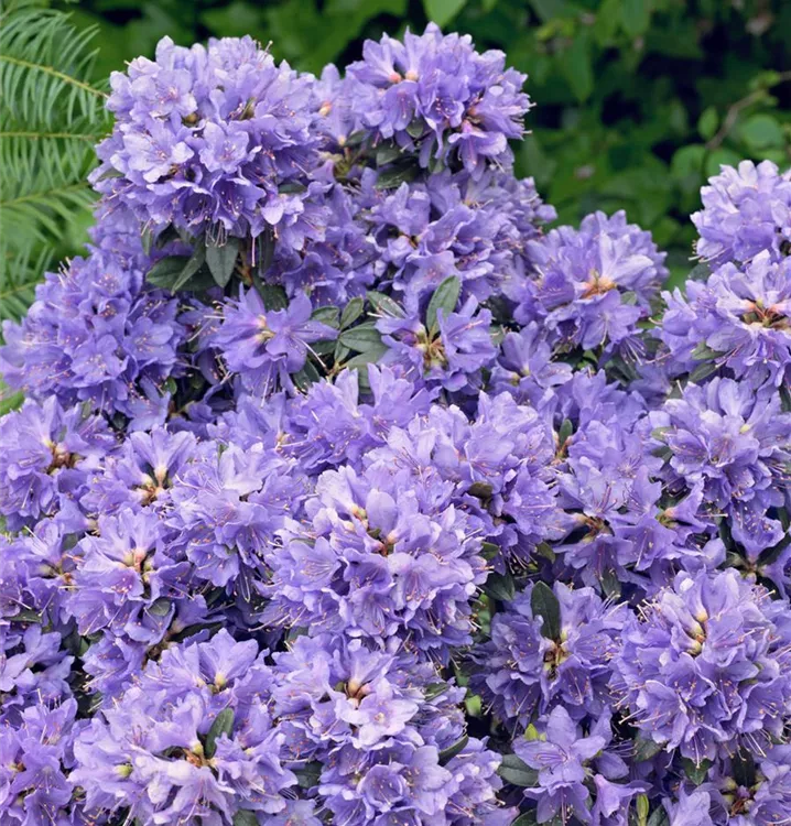 Kleinblättriger Rhododendron