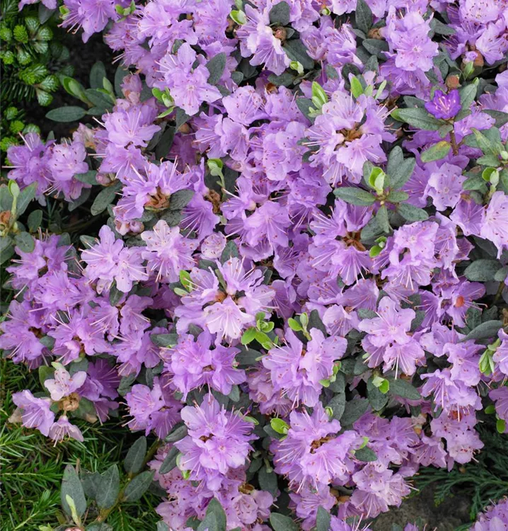 Kleinblättriger Rhododendron 'Ramapo'
