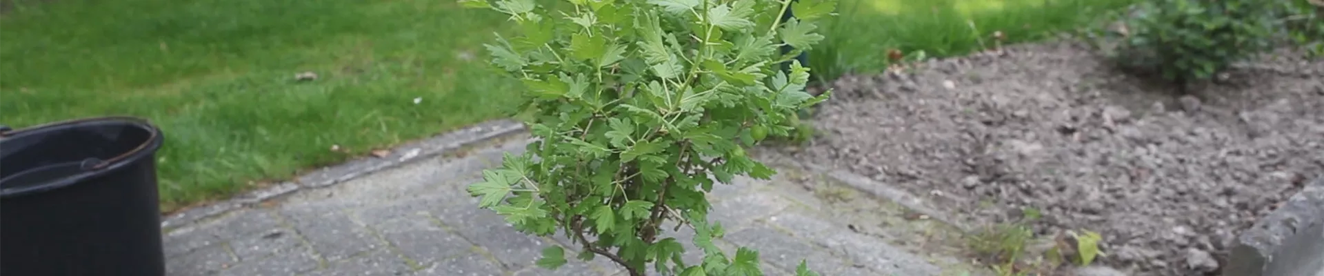 Stachelbeere - Einpflanzen im Garten (thumbnail).jpg