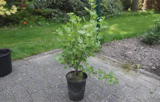 Stachelbeere - Einpflanzen im Garten