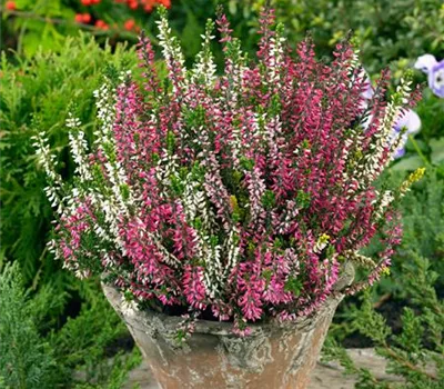 Knospenheide Beauty Ladies® 'Longlife'