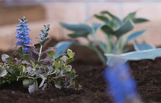 Kriechender Günsel - Einpflanzen im Garten