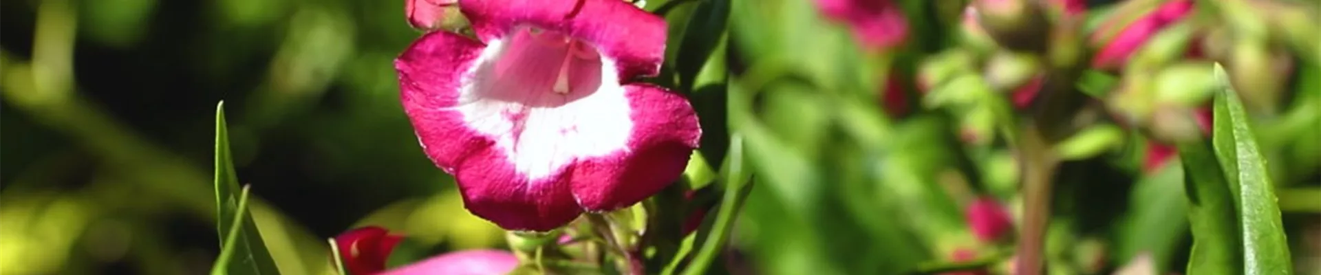 Bartfaden - Einpflanzen im Garten_.jpg