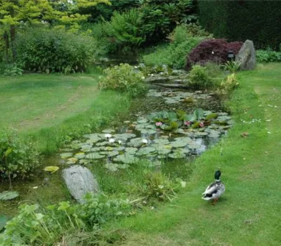 Der Bachlauf im Garten – Wasser bringt Ruhe und Erholung Der Bachlauf im Garten – Wasser bringt Ruhe und Erholung