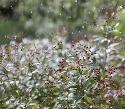 Wasser marsch – Regenwasser für durstige Pflanzen Wasser marsch – Regenwasser für durstige Pflanzen