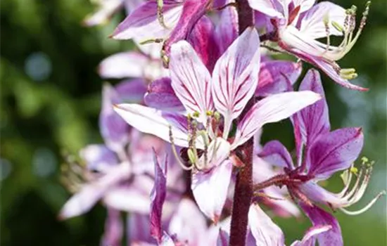 Diptam – Der brennende Busch im Garten