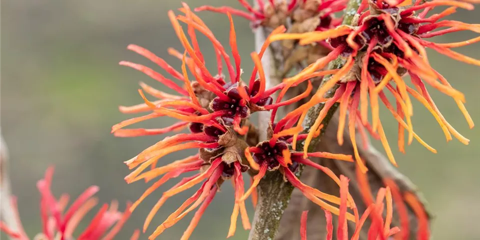 Hamamelis x intermedia 'Twilight'