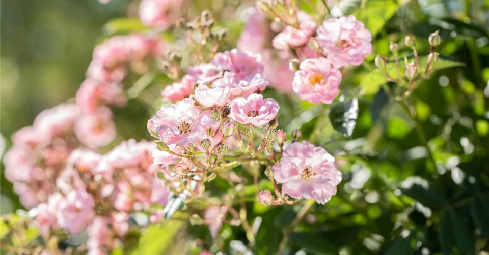 Rosa 'Kleine Luisa'