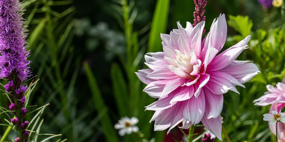 Dahlia Dekorativ, rosa