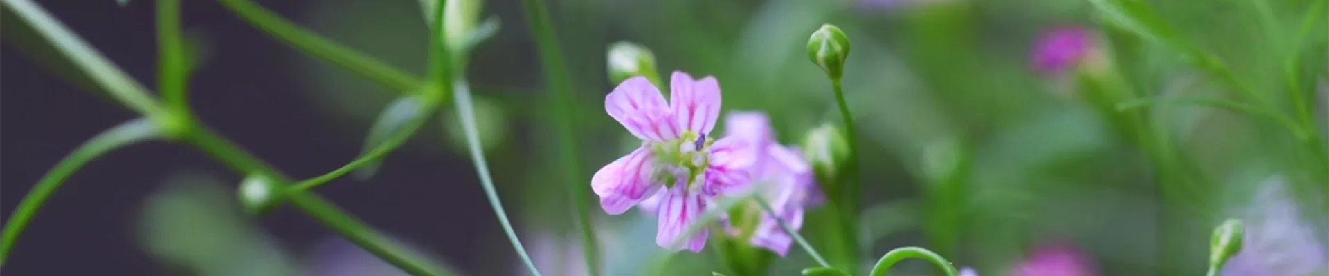 Sommer Schleierkraut - Einpflanzen im Garten (Thumbnail).jpg