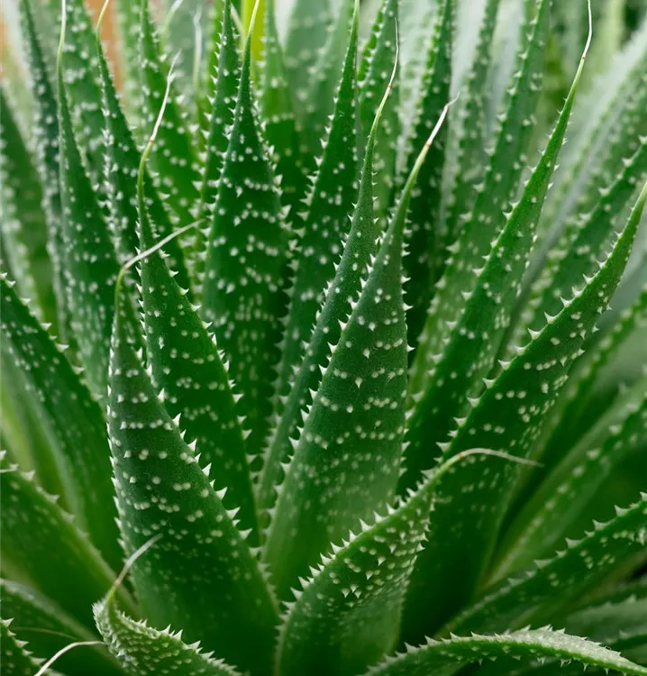 Aloe