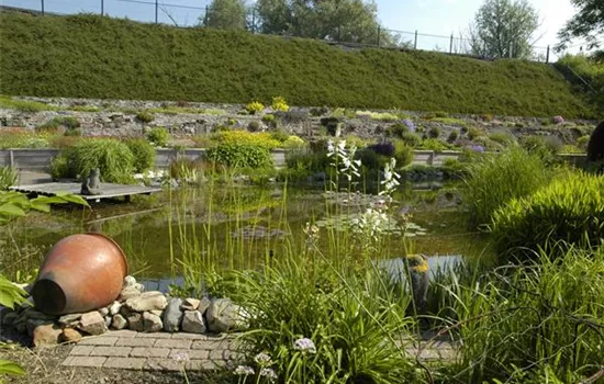 Den Gartenteich bepflanzen mit den schönsten Kandidaten