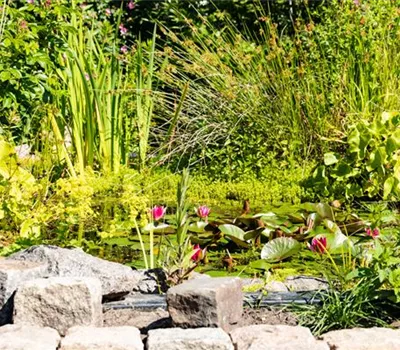 Wasserpflanzen einsetzen – So wird der Teich zum Highlight Wasserpflanzen einsetzen – So wird der Teich zum Highlight