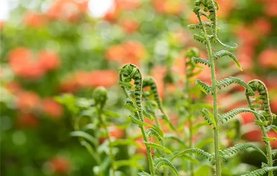 Der richtige Umgang mit giftigen Farnen im Garten