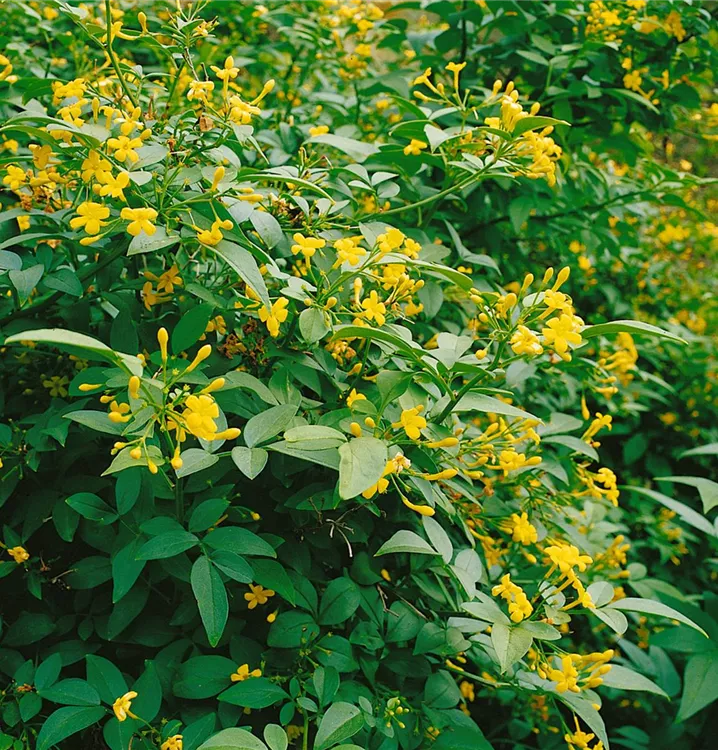 Italienischer Jasmin